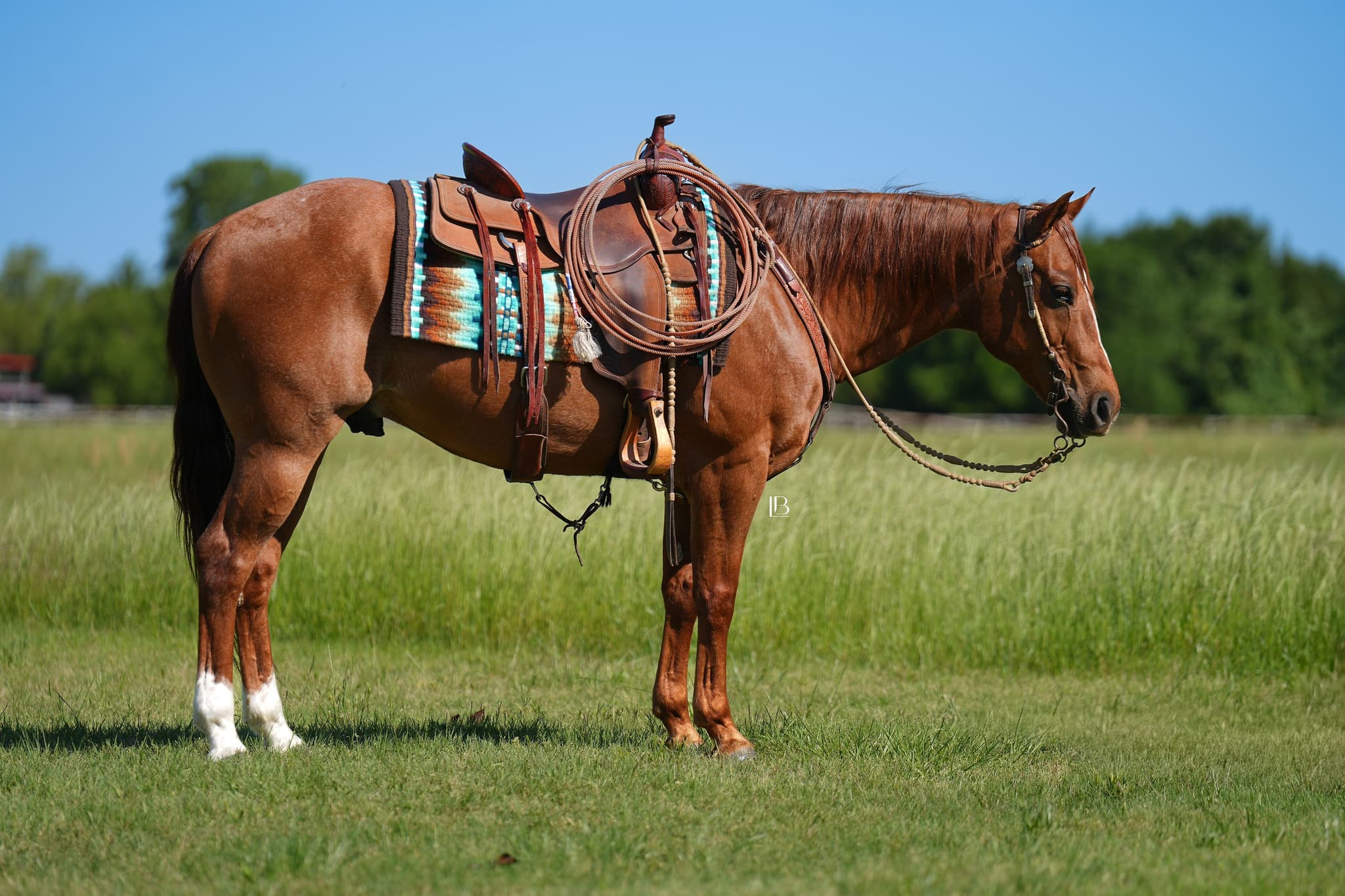 Cowboy