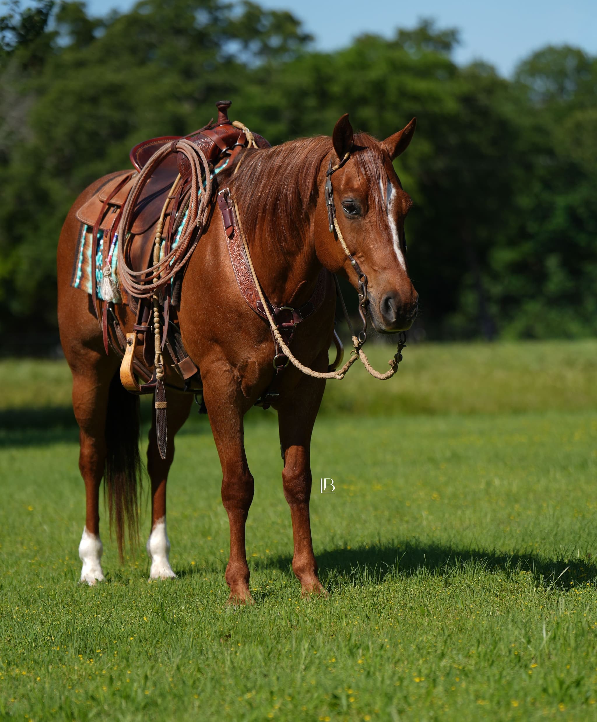 CRC Family Horses